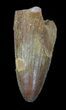 Cretaceous Fossil Crocodile (Elosuchus) Tooth - Morocco #49044-1